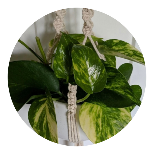 Make your own macrame plant hanger package - MakeKit DIY Craft Kits