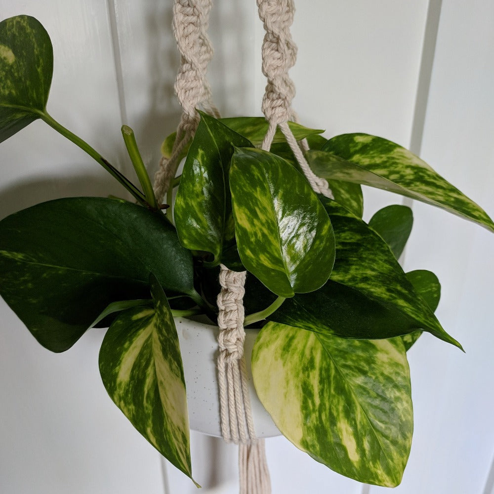 Handmade macarame plant hanger with plant hanging on wall